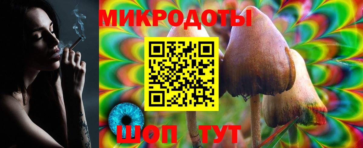 Галлюциногенные грибы Psilocybe Майкоп